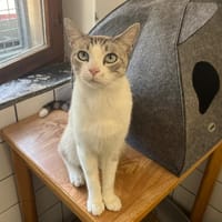 MILOUS, chat à adopter