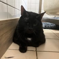 LAOS, chat à adopter