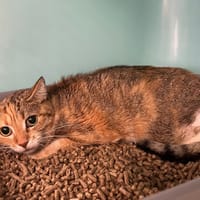 DELUXE, chatte à adopter