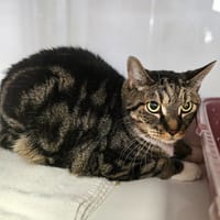 Tomi, chat à adopter