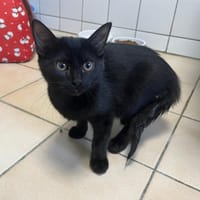 NOCTA, chatte à adopter
