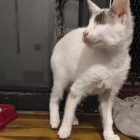 MORDICUS, chat à adopter