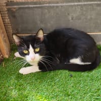 SIRIUS, chat à adopter