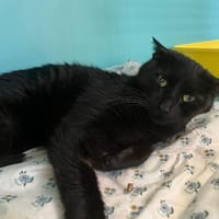 OPALE, chatte à adopter