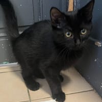 OMBRA, chatte à adopter