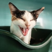 PALMINA, chatte à adopter