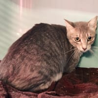 LIZZIE, chatte à adopter