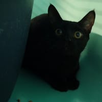 HALMI, chat à adopter