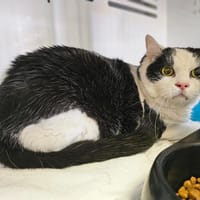 Nestor, chat à adopter