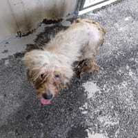 FELICIA, chienne à adopter