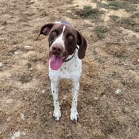 sparo, chien à adopter