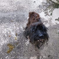 FARKLE, chien à adopter