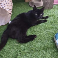 BLACKYNOU, chat à adopter