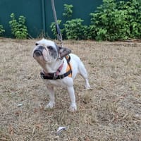 TALIAA, chienne à adopter