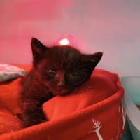 MILO, chat à adopter