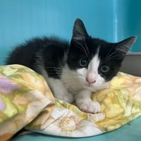 TONY, chat à adopter