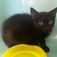 ECLIPSE, chat à adopter