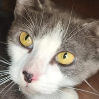 ETOILE, chatte à adopter