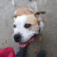 Taison, chien à adopter