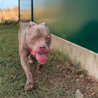 BIGGY, chien à adopter