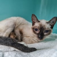 PEPIN, chat à adopter