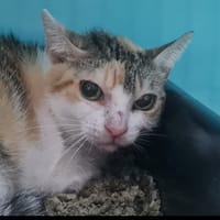 MYOSOTIS, chatte à adopter