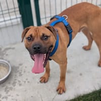 KESAKO VAA, chien à adopter