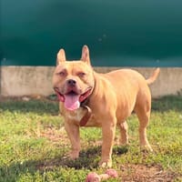 TYSON, chien à adopter