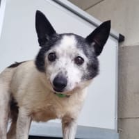 Pépé, chien à adopter