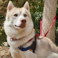 Belle, chienne à adopter