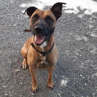 Open, chien à adopter