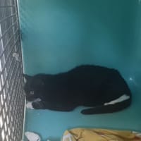 ARUM, chatte à adopter