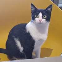 ARIETTE, chatte à adopter