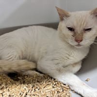 LAZARE, chat à adopter