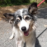 Heidi, chienne à adopter