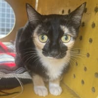 BACHATA, chatte à adopter