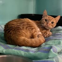 FILA, chatte à adopter