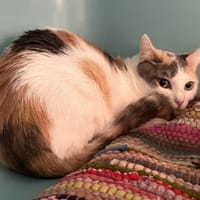 KARA, chatte à adopter