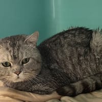 LOKI, chat à adopter