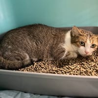 TASTY, chatte à adopter