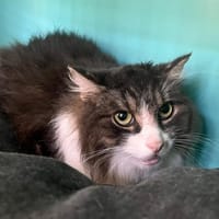 VELOURS, chat à adopter