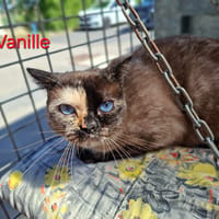 Vanille, chatte à adopter