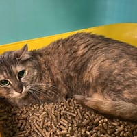 LUFFA, chatte à adopter