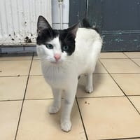 RAMZY, chat à adopter