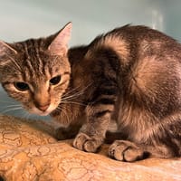 BRUME, chatte à adopter