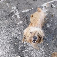 FERGUS, chien à adopter