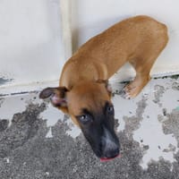 ASTRA, chienne à adopter