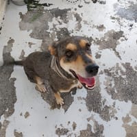 YOUPA, chienne à adopter