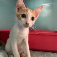 SACHA, chatte à adopter