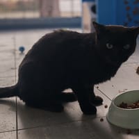 ZITOUNE, chat à adopter